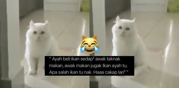 Reaksi Muka Kucing Ini Bila Kena Bebel Dengan u0027Ayahu0027 Curi 