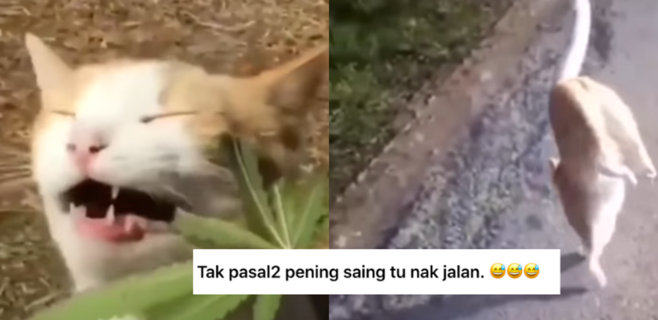 Video Kucing Ini Termakan Daun Ganja Kesannya Pula Bakal Buat Anda Tak Percaya