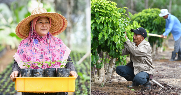 Did You Know We Have Coffee Farmers In Kedah? Here's What A Day In Their Lives Looks Like - Vimarsana News