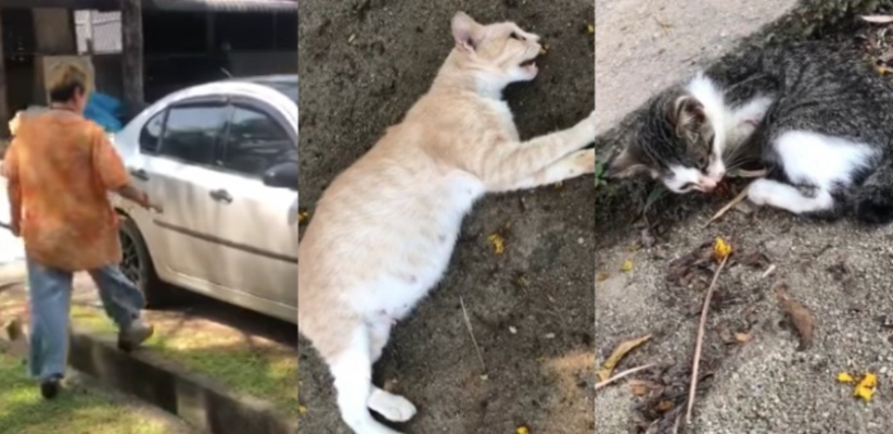 VIDEO] Wanita u0027Bantaiu0027 Kucing Bunting Dengan Besi Sampai Mati Kini 
