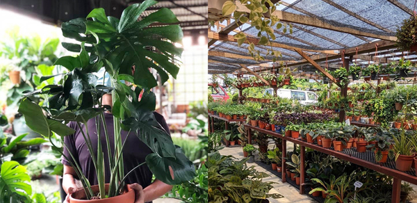 15 Plant Nurseries In Kl Selangor For Your Garden Supplies