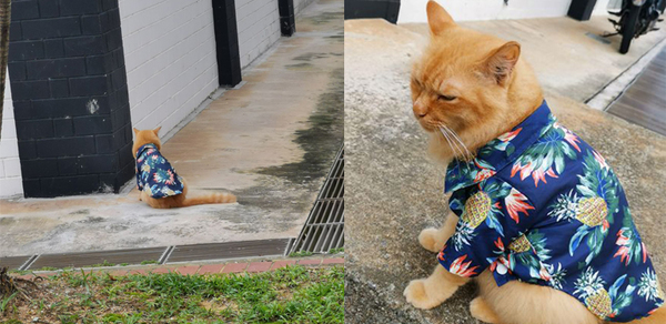 Handsome Cat In Need Of A Holiday Wears Hawaiian Shirt In Singapore - Vimarsana News