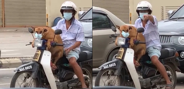 Dog Wearing A Face Mask & Riding A Kapcai With Its Owner Leaves Locals ...