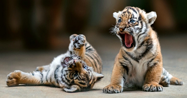 Collaboration Is Key To Preserving The Malayan Tiger - Vimarsana News