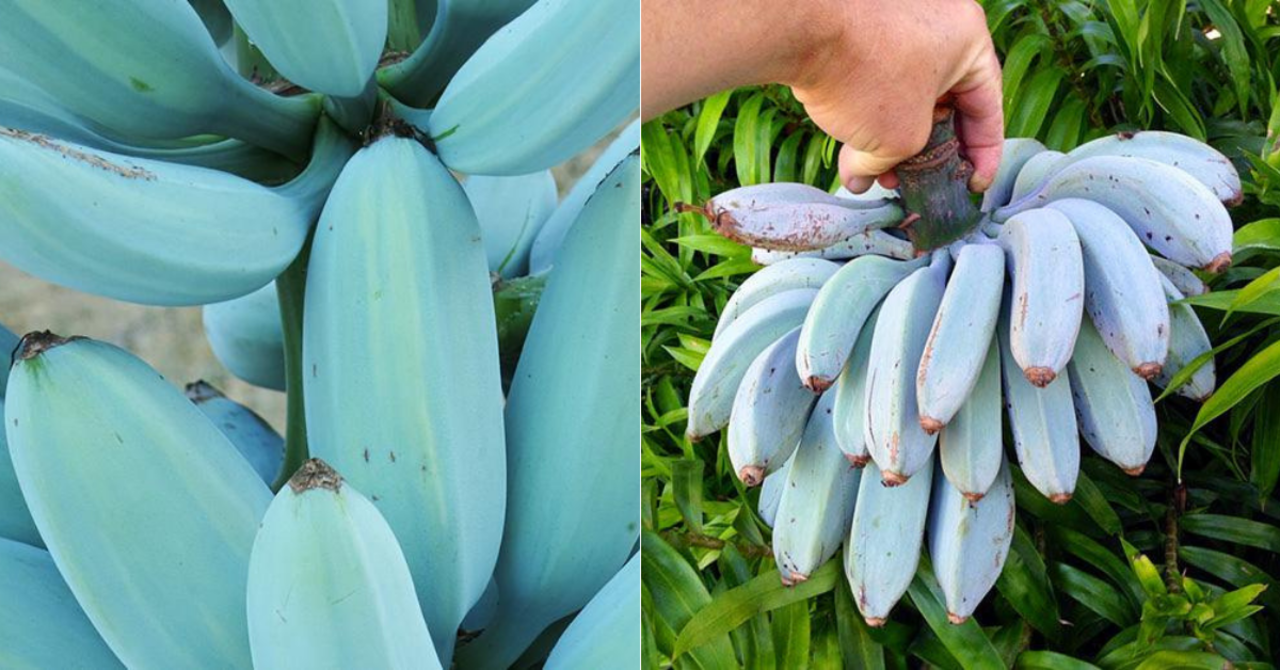 Blue Java Bananas That Apparently Taste Like Vanilla Ice Cream Exist In  Southeast Asia
