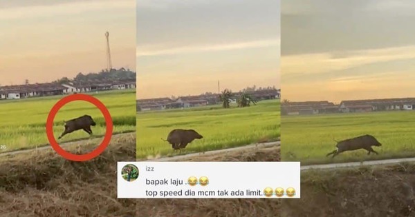 Video Aksi Babi Hutan Lari Laju Di Sawah Ini Curi Tumpuan Komen Netizen