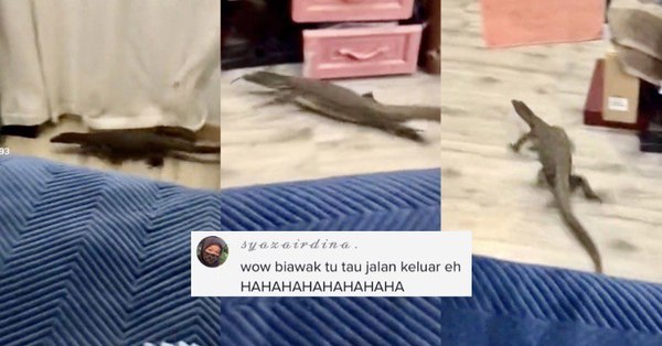 Tular Video Biawak Ini Buat Drift Lepas Kantoi Ceroboh