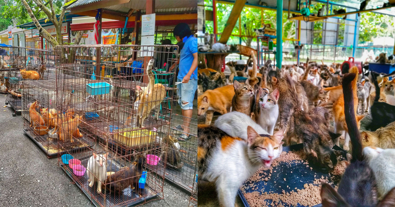 This Perlis Shelter Has Over 1,500 Cats Who Are Looking For 