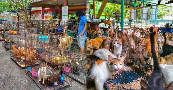 This Perlis Shelter Has Over 1,500 Cats Who Are Looking For 'Furever' Homes