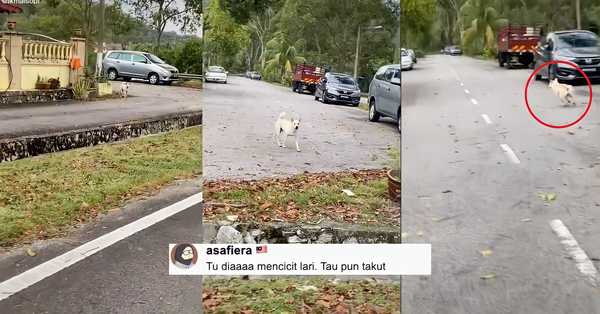 [VIDEO] Melihat seekor anjing berusaha mengejar waktu untuk membawa sepeda motor, saudara pengendara ini perlahan-lahan turun untuk mengejar kembali