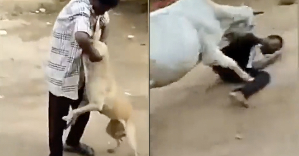 [VIDEO] Seorang Pria Secara Fisik Menyiksa Seekor Anjing.  Kemudian Seekor Sapi Datang & Menyerangnya