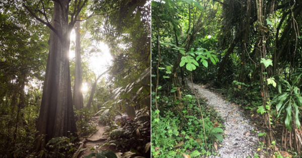 Acer invite les Malaisiens à aider à conserver un parc forestier urbain en plein cœur de KL