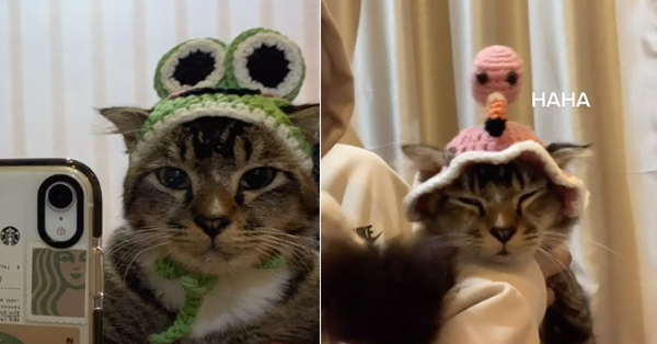 La Malaisie crochete et vend des chapeaux de chat et ces photos d’examen me donnent la vie
