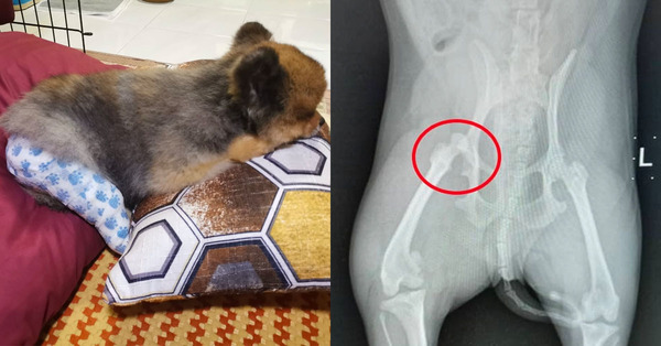 Un chien souffre d’une luxation de la hanche après une séance de toilettage chez Petsmore