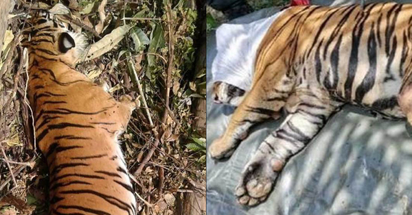 Penjaga Perhilitan Tembak Mati Seekor Harimau Di Kelantan Setelah Membunuh Orang Asli Man