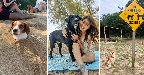 This Pet-Friendly Resort In Malaysia Has Over 70 Rescued Cats & 5 Doggos - Vimarsana News