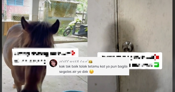 [VIDEO] “Souviens-toi de la personne précédente” – Les chevaux qui viennent frapper à la porte de cette maison invitent les internautes à rire