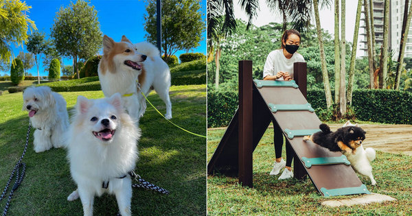 12 parcs acceptant les animaux domestiques parfaits pour une sortie l’après-midi avec votre toutou