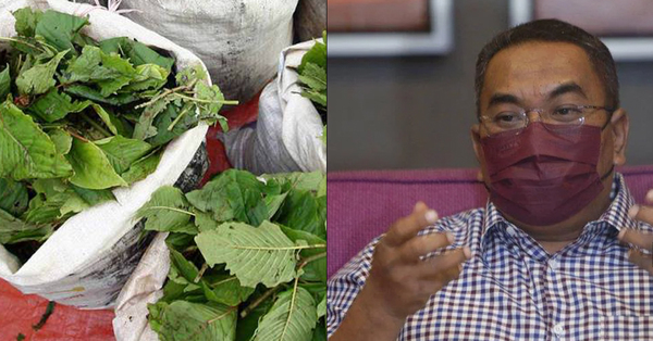 Kedah MB exhorte Putrajaya à légaliser les feuilles de Ketum à des fins d’exportation