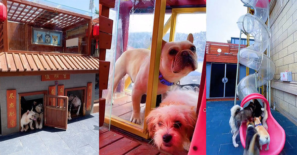 Un homme de 33 ans en Chine dépense plus de 215 000 RM pour construire une aire de jeux de luxe pour ses chiens de compagnie