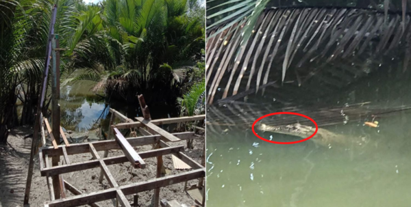Un homme de Kuching se sauve d’une attaque de crocodile en le giflant