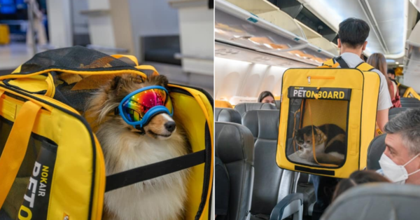 bangkok airways travel with pet