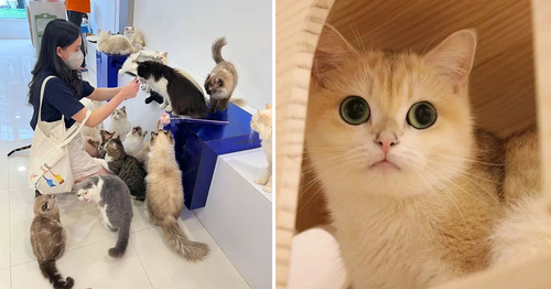 Bougie M'sian TikTok Cat Gets LV Collar For Its Birthday & I Can't Even  Afford Fake LV