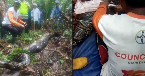 A Missing Woman's Body Has Been Found Inside A 22-Foot Long Python