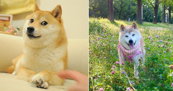 Doge Meme Shiba Inu Diagnosed With Liver Disease & Leukemia