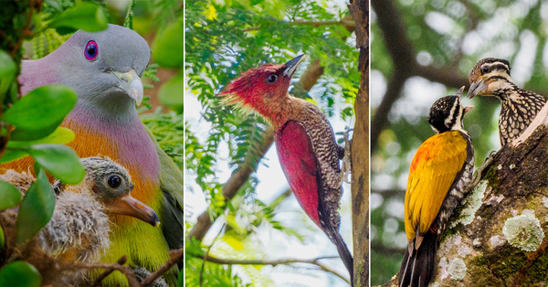 Malaysian Photographs Stunning Birds & They're Just In His Neighbourhood