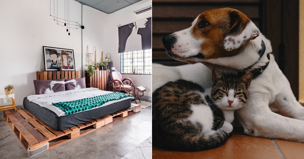 15 Pet-Friendly Airbnbs In Malaysia So Your Fluffy Family Members Don't ...