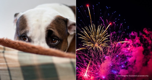 Here's How To Care For Your Pets That Are Scared Of Fireworks During ...