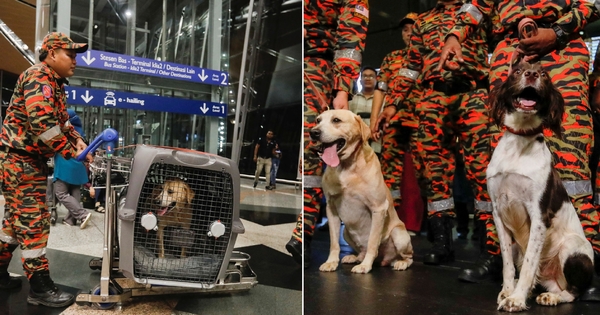 2 M'sian Sniffer Dogs Deployed To Turkiye Earthquake Disaster Site