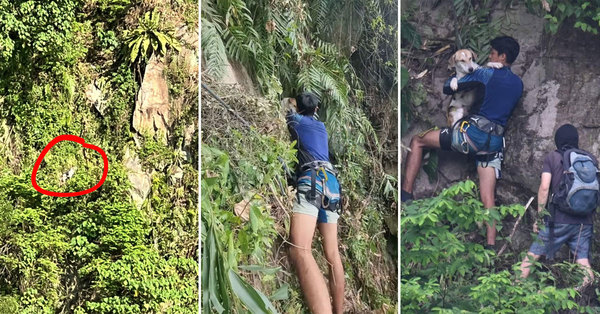 M'sians Rescue Stranded Doggo At Forest Hill