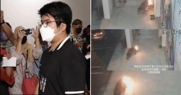 Man Who Set Dog On Fire Pleads Guilty To Animal Abuse