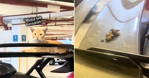 'Kurang Ajar' Cat Chills On Guy's Lambo Then Leaves Behind 'Gift' For Him