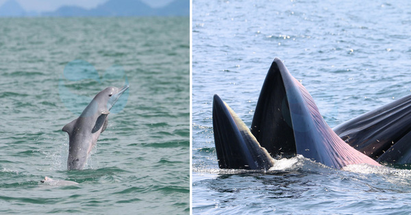 NGO Looking For Volunteers For Dolphin & Whale Research Project In Langkawi