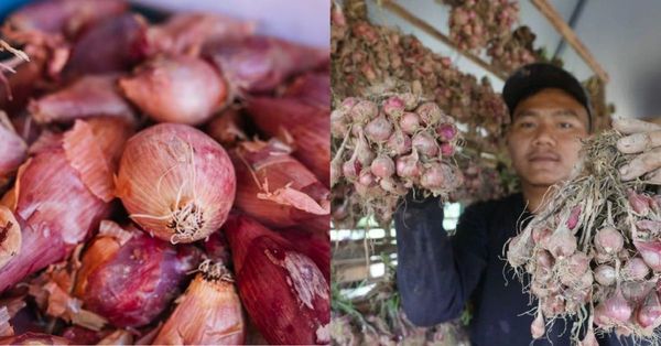 Onion Farmer & Wife Find Success After RM30,000 Profit From First Harvest