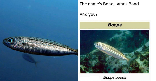 Did You Know: There's A Fish Called Boops Boops