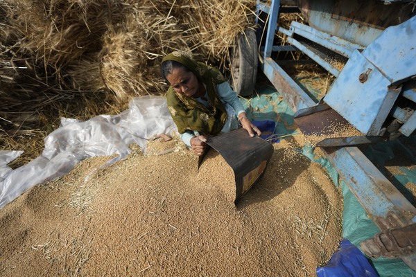 File photo of a woman sorting wheat harvested on the outskirts of Jammu, India.