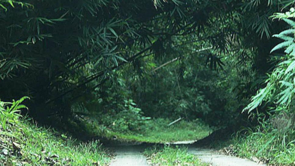 A path leading to the residence of a former diplomat who is suspected to have planted marijuana trees.