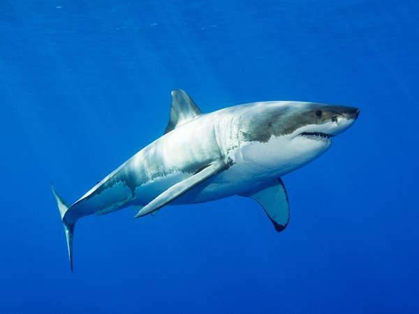 A great white shark.