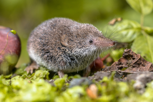 A shrew, the potential natural reservoir for the Langya virus.