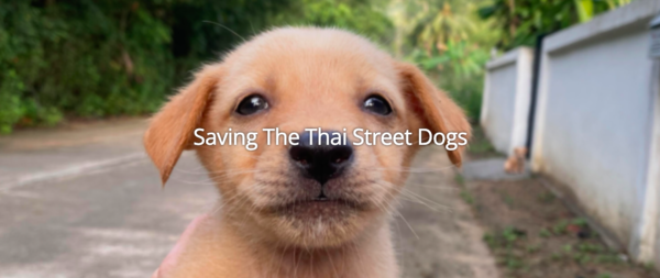Cover photo of the Saving The Thai Street Dogs mission.