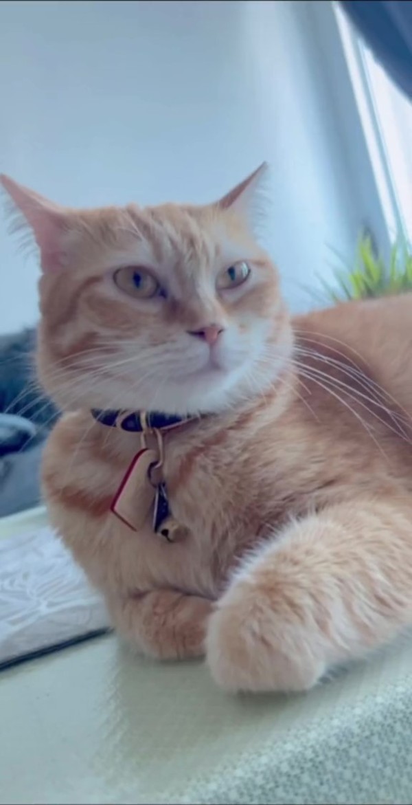 Brown - Designer LV Bowtie Cat Collar Pu Leather - Pet Supply Mafia