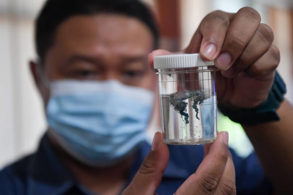 Fisheries OFFICER, Hairul Effendy Adzmi shows the poisonous jellyfish, Portuguese man o' war found on Kerengga Island Beach in Marang while at the Terengganu Fisheries Office in Kuala Terengganu today. - PUQTRA HAIRRY ROSLI