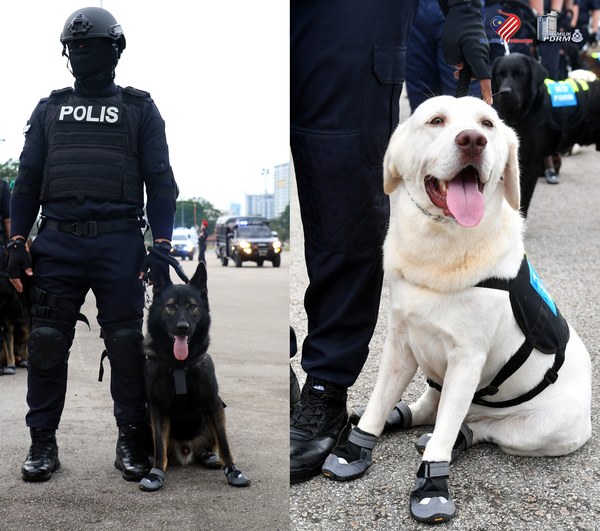 Photo of the dogs with their booties before the Hari Kebangsaan parade in 2020.