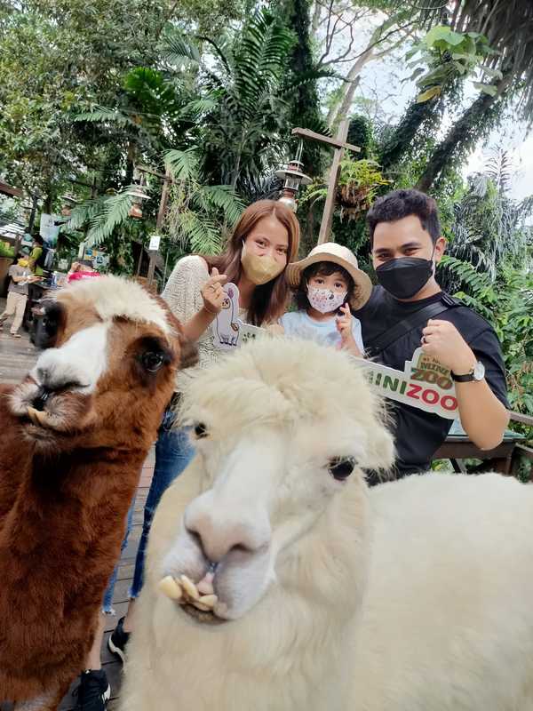 A couple of alpacas taking a selfie with the visitors. :P