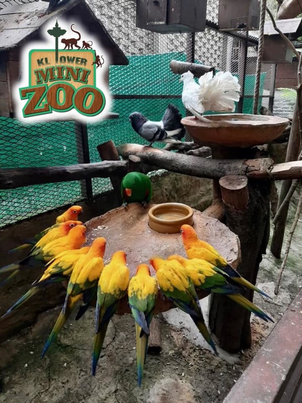 The parrots having a meeting for world domination, led by their bird leader.