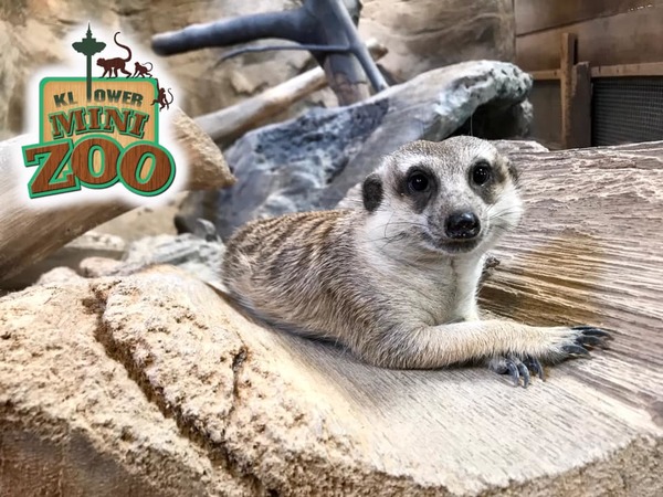 Look at this meerkat posing for a picture. Such a diva.